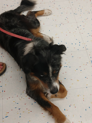 Pet Supply Store «Petco Animal Supplies», reviews and photos, 2723 Stroschein Rd, Monroeville, PA 15146, USA