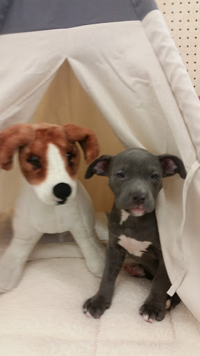 Pet Supply Store «Petco Animal Supplies», reviews and photos, 3387 Steelyard Dr, Cleveland, OH 44109, USA