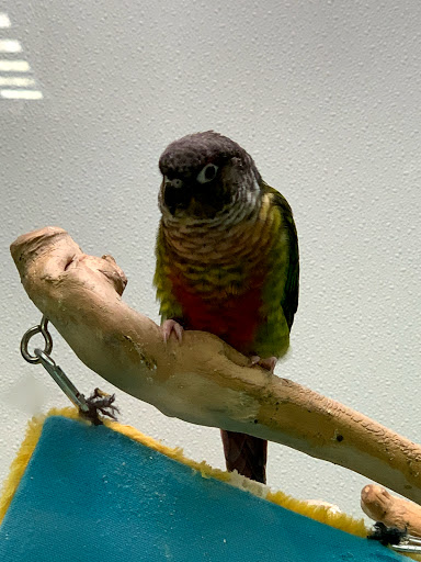 Pet Store «Petland Discounts - Derby», reviews and photos, 49 State Rte 727 # 12, Derby, CT 06418, USA