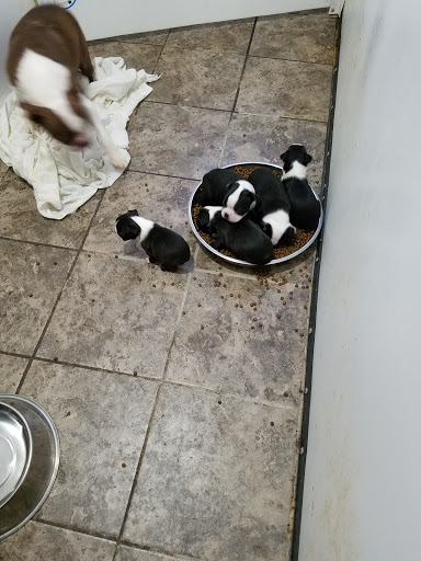 Pet Supply Store «Pet Shop», reviews and photos, 1833 S 10th St, Independence, KS 67301, USA