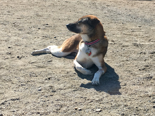 Park «Nunziato Field Dog Park», reviews and photos, Putnam St, Somerville, MA 02143, USA