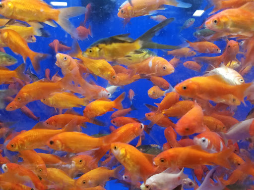 Pet Supply Store «PetSmart», reviews and photos, 13000 Aurora Ave N, Seattle, WA 98133, USA