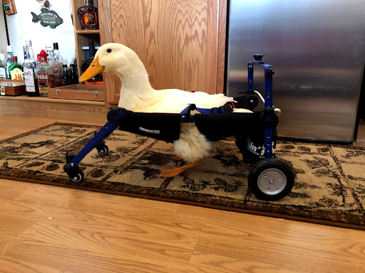 Home Improvement Store «Tractor Supply Co.», reviews and photos, 8171 Lapeer Rd, Davison, MI 48423, USA