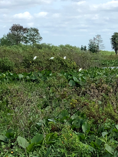 Boat Tour Agency «Alligators Unlimited Airboat Tours», reviews and photos, 14400 Reese Dr, Lake Wales, FL 33898, USA