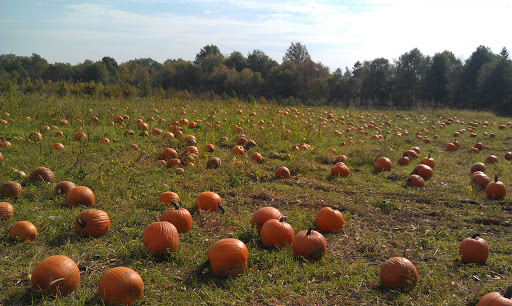 Dog Park «Thomas Bull Memorial Park», reviews and photos, 211 New York 416, Montgomery, NY 12549, USA