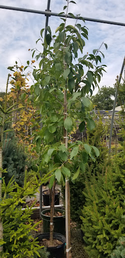 Garden Center «Holscher & Hackman Garden Center», reviews and photos, 6088 Harrison Ave, Cincinnati, OH 45247, USA