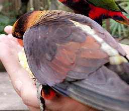 Phuket Bird Park photo