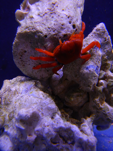 Pet Store «Reeftop Aquariums-Pet Boutique», reviews and photos, 13250 SW 87th Ave, Miami, FL 33176, USA