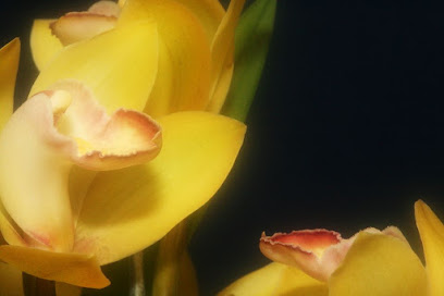 Orquídeas Eva S.A.S.