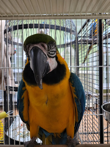 Pet Store «Louis Birds Pets & Supplies», reviews and photos, 80 Keyes St, San Jose, CA 95122, USA