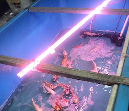 Riady Aquarium photo