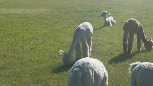 Livestock Breeder «Alpacas at Marquam Hill Ranch», reviews and photos, 35835 OR-213, Molalla, OR 97038, USA