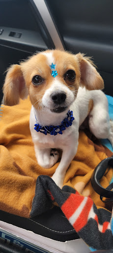 Pet Groomer «Furry Tails Pet Grooming», reviews and photos, 865 Cypress Pkwy, Poinciana, FL 34759, USA