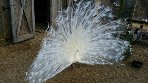 Animal Feed Store «Barnstable Farm & Pet», reviews and photos, 48 Lombard Ave, West Barnstable, MA 02668, USA