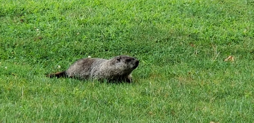 Golf Course «Tamarack Golf Course», reviews and photos, 97 Hardenburg Ln, East Brunswick, NJ 08816, USA