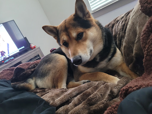 Pet Supply Store «Petco Animal Supplies», reviews and photos, 22000 Dulles Retail Plaza #110, Sterling, VA 20166, USA