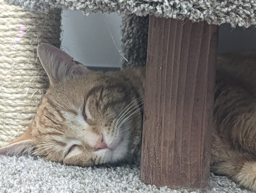 Pet Supply Store «Pet Supplies Plus», reviews and photos, 42241 Garfield Rd, Charter Twp of Clinton, MI 48038, USA