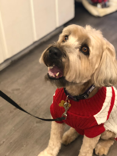 Pet Supply Store «Sonoma Pet and Aquatics», reviews and photos, 201 W Napa St #7, Sonoma, CA 95476, USA