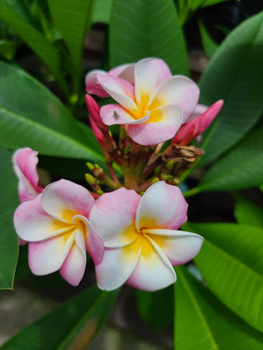 Hardware Store «Proctor Ace Hardware», reviews and photos, 5723 University Blvd W, Jacksonville, FL 32216, USA