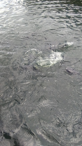 Winery «Copper Dock Winery», reviews and photos, 498 700 N, Pocahontas, IL 62275, USA