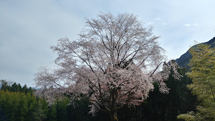 毎床の大桜