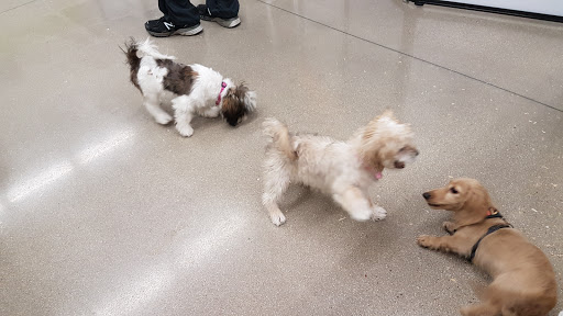 Pet Supply Store «Petco Animal Supplies», reviews and photos, 3194 FM407, Highland Village, TX 75077, USA