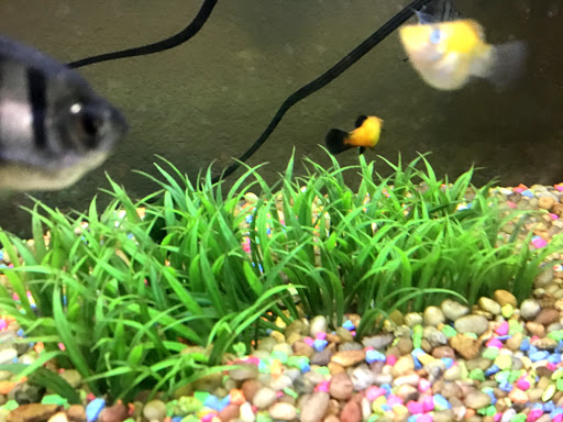 Pet Supply Store «Petco Animal Supplies», reviews and photos, 4030 N MacArthur Blvd #200, Irving, TX 75038, USA