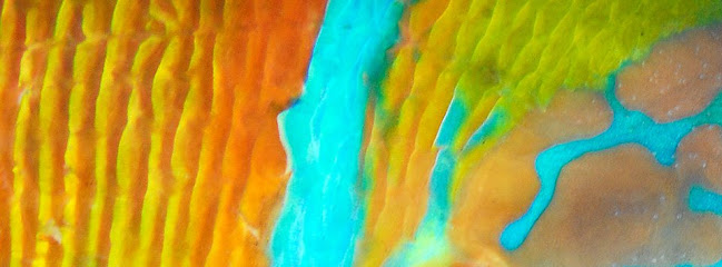 Información y opiniones sobre Oceanográfica: Divulgación, Educación y Ciencia de El Goro