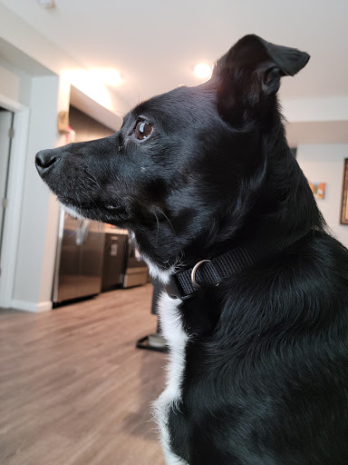 Pet Supply Store «Discount Pet Food & Supplies», reviews and photos, 520 E Prater Way, Sparks, NV 89431, USA