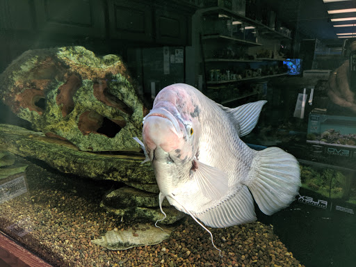 Pet Store «The Aquarium & Fish Store», reviews and photos, 710 W Lumsden Rd, Brandon, FL 33511, USA
