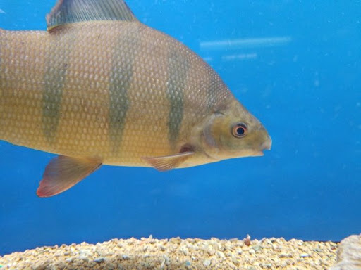 Tropical Fish Store «Keller Farms», reviews and photos