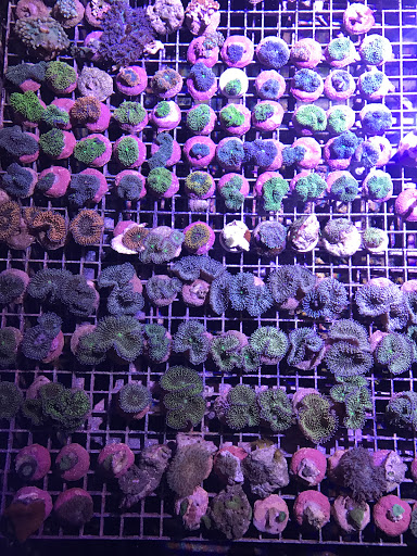 Aquarium «Reef Systems Coral Farm Inc», reviews and photos, 8459 Peter Hoover Rd, New Albany, OH 43054, USA