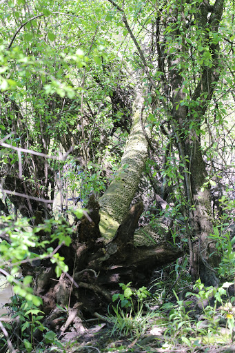 Nature Preserve «Schuth’s Grove», reviews and photos, 8040 W Cermak Rd, Riverside, IL 60546, USA