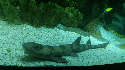 Gift Shop «Minnesota Zoo Gift Shop», reviews and photos, 13000 Zoo Blvd, Apple Valley, MN 55124, USA