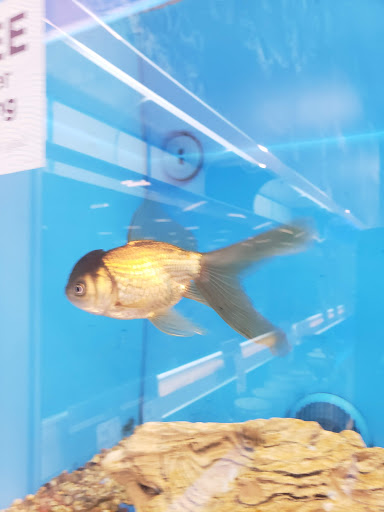 Pet Supply Store «PetSmart», reviews and photos, 5 Main St, East Hartford, CT 06118, USA