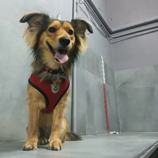 Pensioni per cani e dog hotel a Pet House Di Pedica Barbara