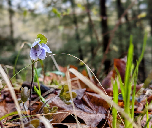 Nature Preserve «Sweedler and Thayer Preserves», reviews and photos, 10 Townline Rd, Ithaca, NY 14850, USA