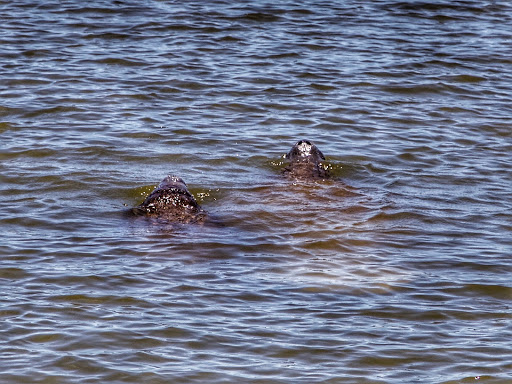Tour Agency «Everglades National Park Boat Tours», reviews and photos