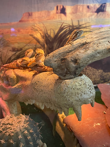 Pet Store «Birds & Beasts Pet Shop», reviews and photos, 35 Berkshire Dr # 18, Crystal Lake, IL 60014, USA