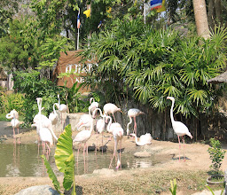 Development and Conserve Khao Khiao Wild Animals Station photo