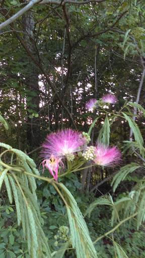 Stadium «Georgia Dome», reviews and photos, 1 Georgia Dome Dr, Atlanta, GA 30313, USA