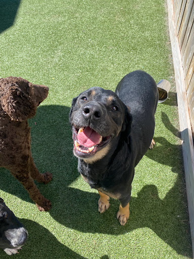 Pet Store «Happy, Clean and Smart», reviews and photos, 5700 W Kilgore Ave, Muncie, IN 47304, USA