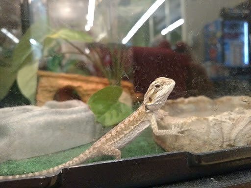 Pet Supply Store «Pet Supplies Plus», reviews and photos, 50633 Gratiot Ave, Chesterfield, MI 48051, USA