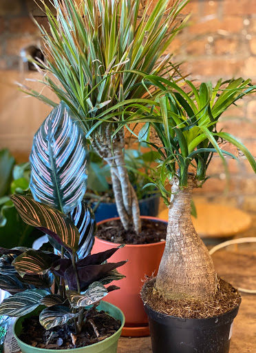 Florist «Thats Amore Florist Ltd», reviews and photos, 3454 N Southport Ave, Chicago, IL 60657, USA