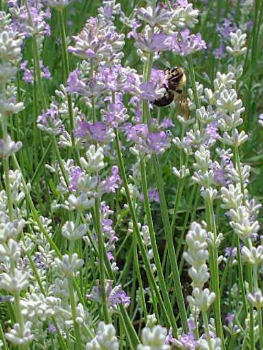 Farm «Blooming Hill Lavender Farm», reviews and photos, 19929 Telegraph Springs Rd, Purcellville, VA 20132, USA