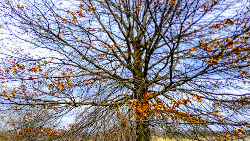Park «Centennial Park», reviews and photos, 7800 W 171st St, Tinley Park, IL 60487, USA