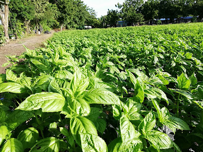 tropical herbs