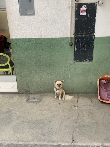 Pensioni per cani e dog hotel a Ambulatorio Veterinario Dott. Carmine Colantonio