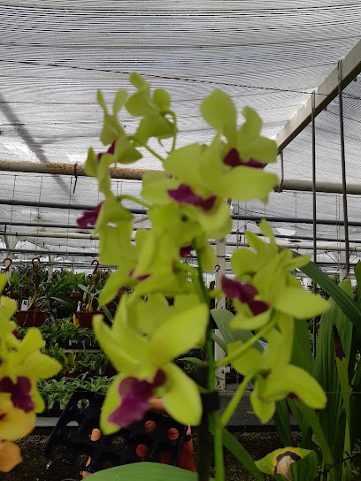 La Canopée Orchidées