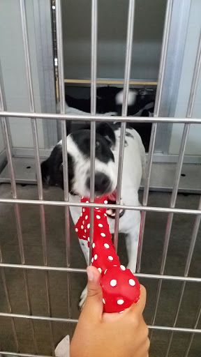 Corona Animal Shelter image